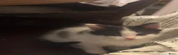 Mixed Breed cats for sale: Lovely kittens  - Advert 3
