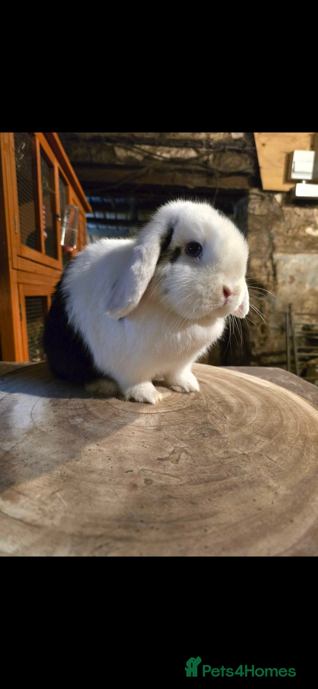 Mini Lop rabbits for sale: Black extreme, mini lop Doe - Advert 2