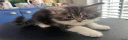 Ragcoon cats for sale: 🐾 Beautiful Maine Coon x Ragdoll kittens  - Advert 8