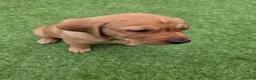 Labrador Retriever dogs for sale: Fox red labrador in Worcester - Advert 5