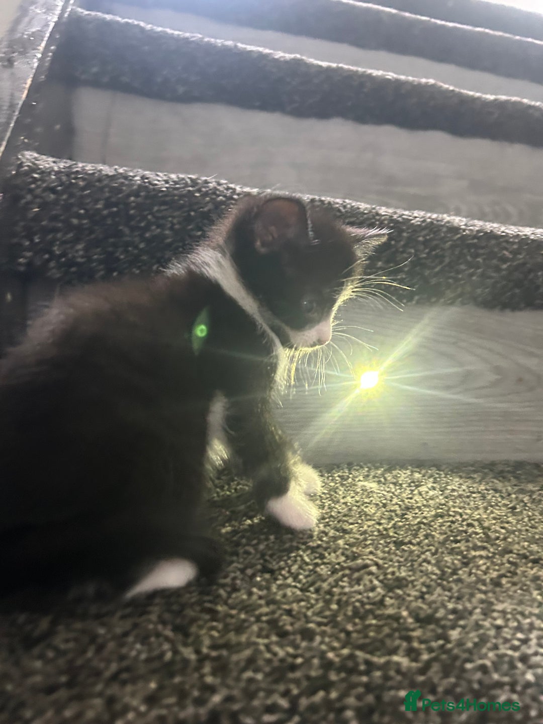 Mixed Breed cats for sale: Beautiful marking very fluffy  - Image 16