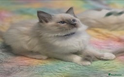 Ragdoll cats for sale: 2 beautiful litters of Ragdolls  - Image 18