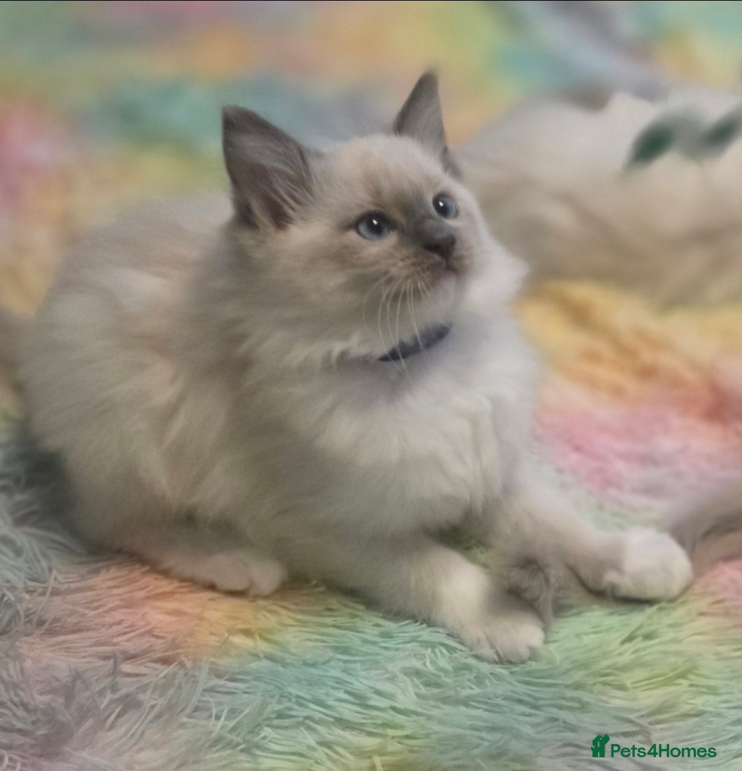 Ragdoll cats for sale: 2 beautiful litters of Ragdolls  - Image 18