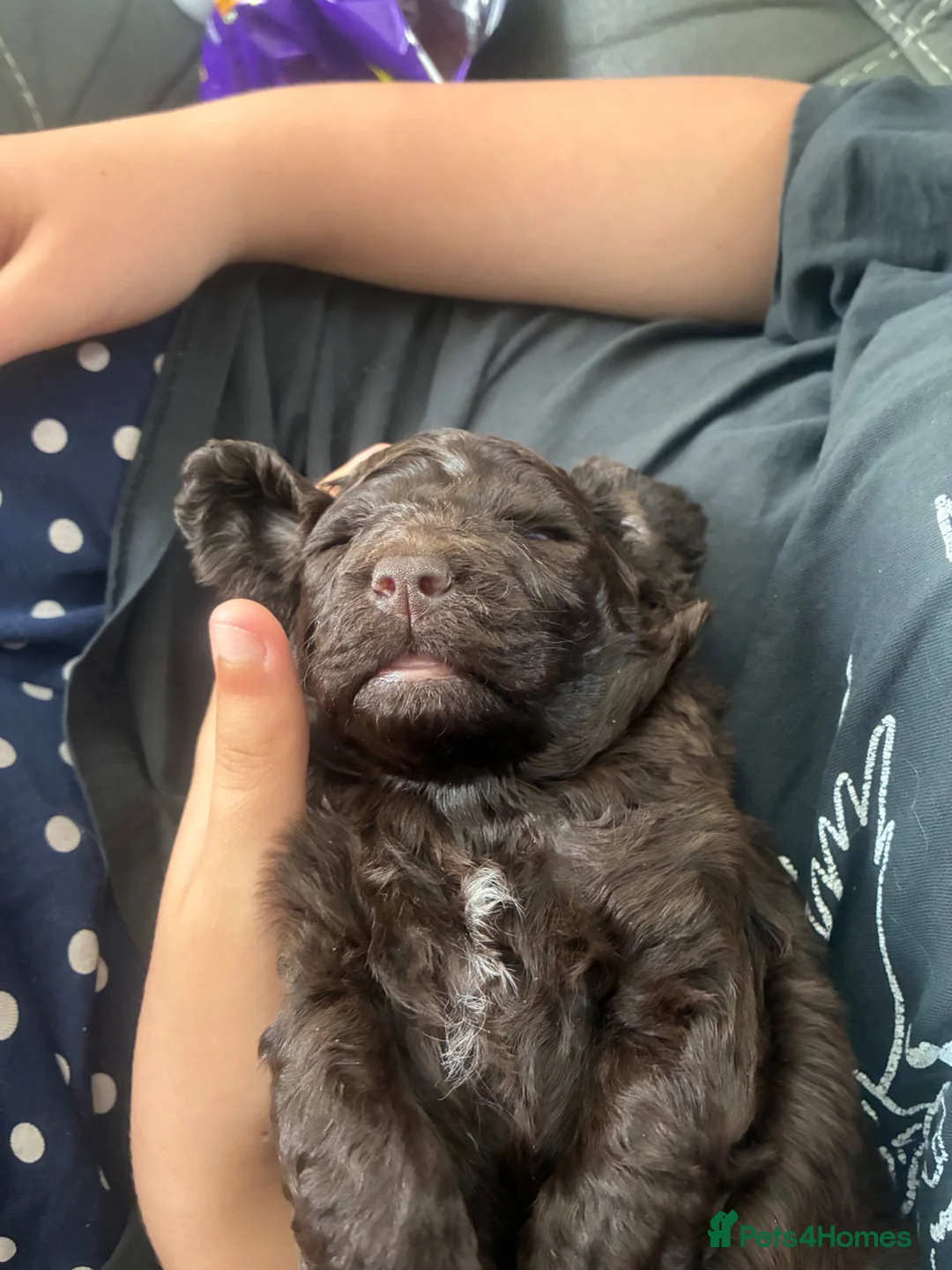 Cockapoo dogs for sale: F1b chocolate cockapoo puppy boy  - Advert 1