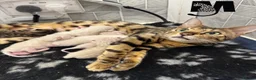 Bengal cats for sale: 2yo TICA Bengal Registered Rosetted Queen  - Advert 4