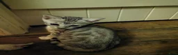 Bengal cats for sale:  Silver, Snow & brown Spotted Bengal kottenss - Advert 4