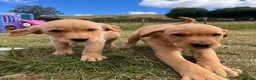 Goldador dogs for sale: Beautiful Goldador Puppies - Advert 6