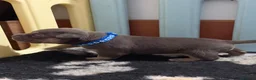 American Bully dogs for sale: 9 beautiful pocket bullies, ABKC registered  - Advert 22