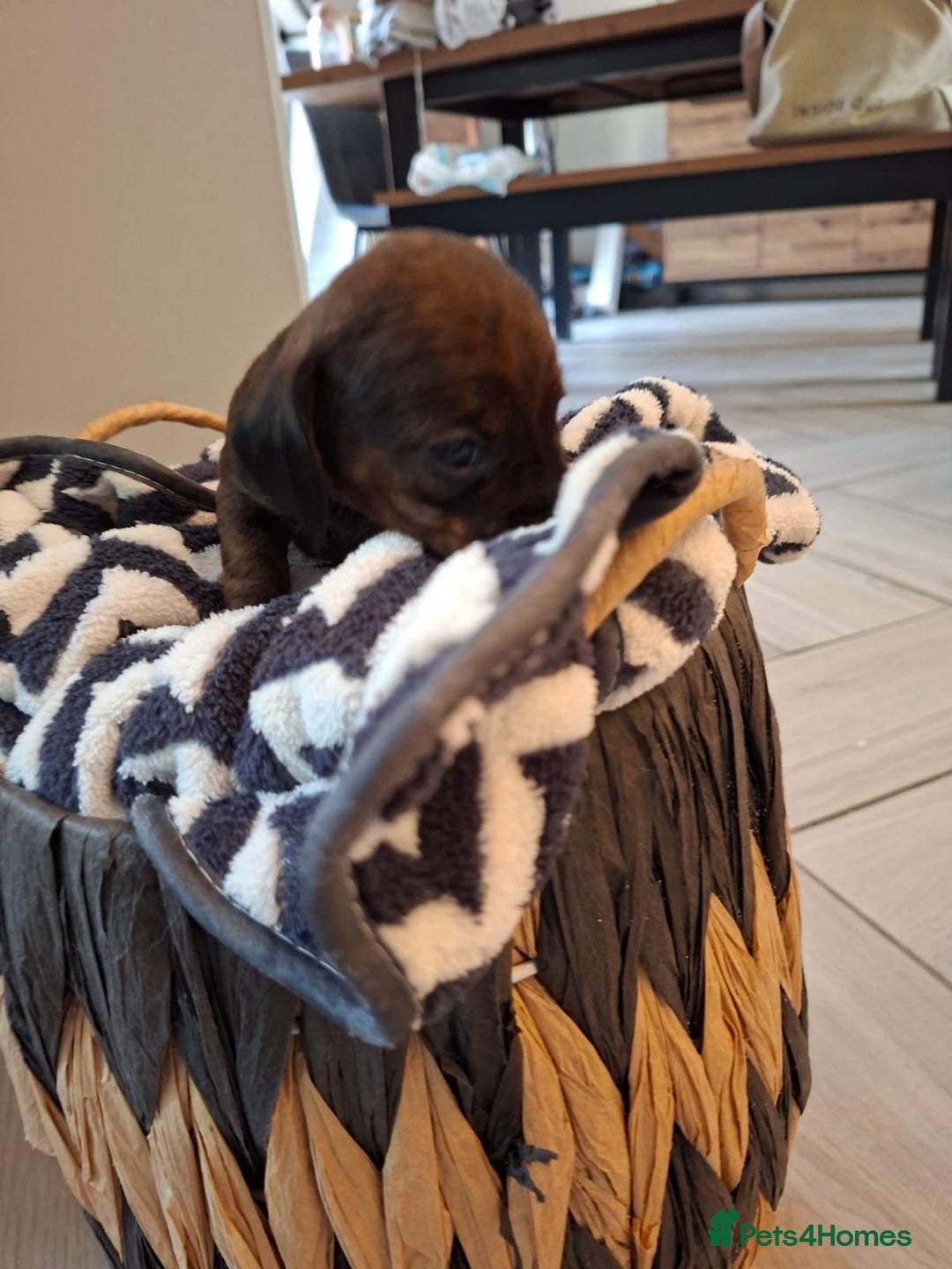 Miniature Dachshund dogs for sale: Miniature smooth hair dachshunds - Image 7
