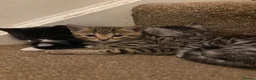 Mixed Breed cats for sale: 8 beautiful kittens - Advert 17