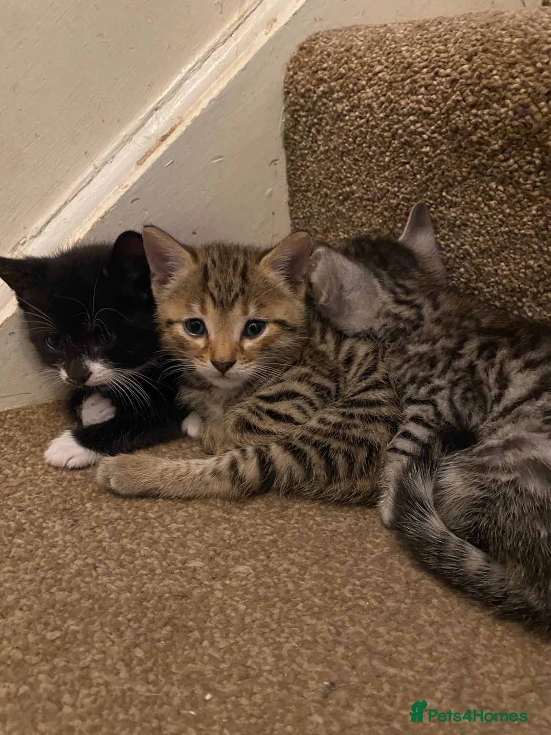 Mixed Breed cats for sale: 8 beautiful kittens - Advert 17