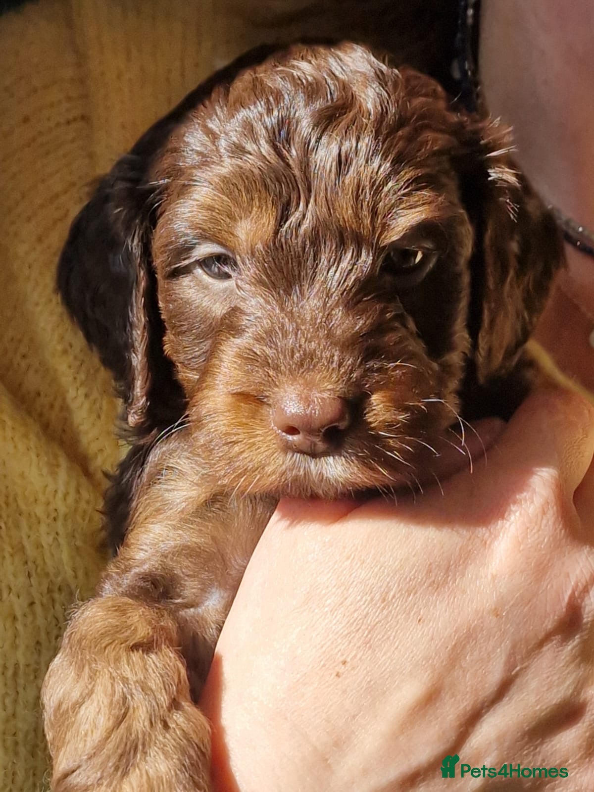 Cockapoo dogs Ready this weekend ⭐️ last two boys ⭐️ - Advert 13