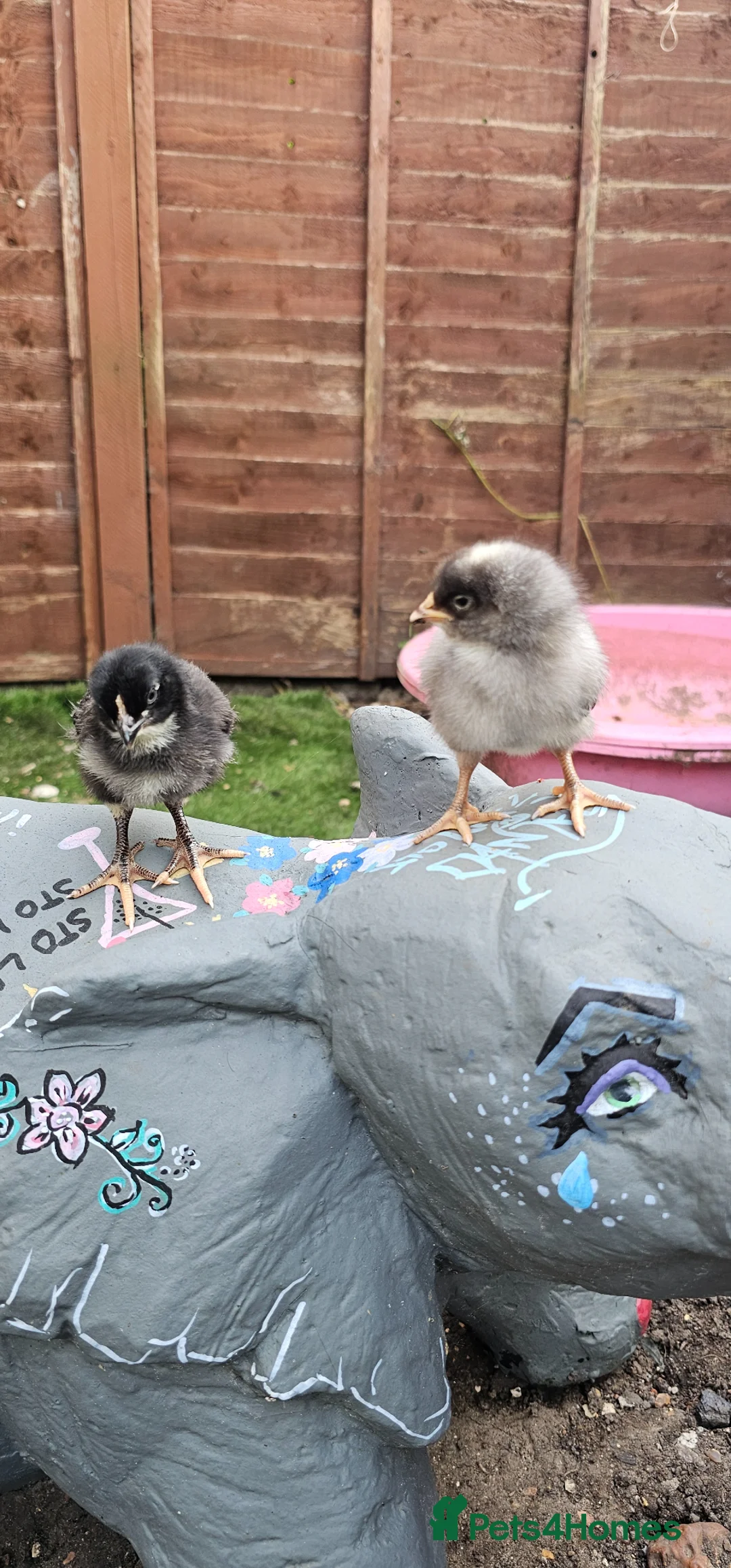 Chickens poultry for sale: 2 Young Chicks Ready to Give Their Heart! - Advert 2