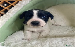 Springador dogs for sale: STUNNING SPRINGADOR PUPPIES  - Image 7