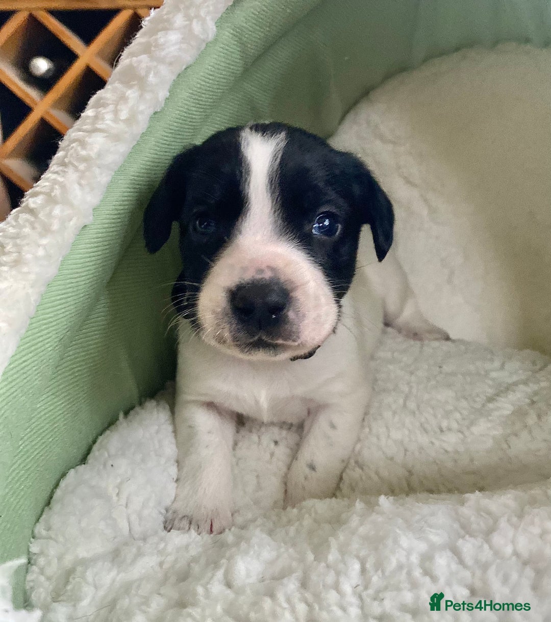 Springador dogs for sale: STUNNING SPRINGADOR PUPPIES  - Image 7