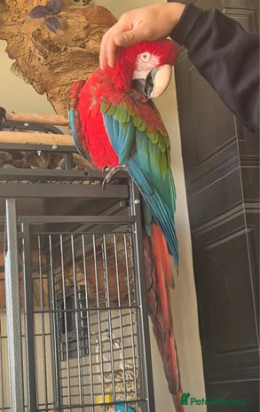 Macaws birds - Advert 18