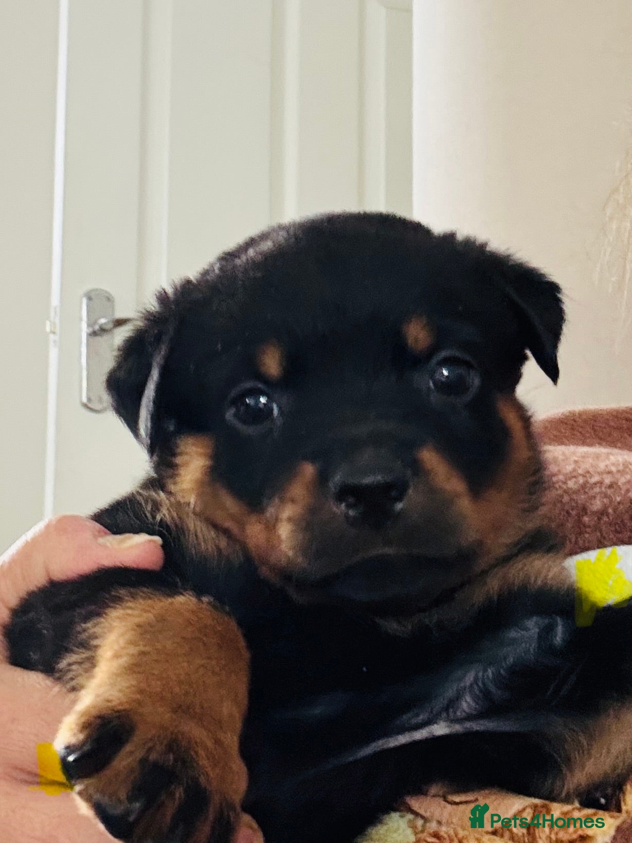 Rottweiler dogs for sale: Pedigree Rottweiler puppies for sale - Advert 10