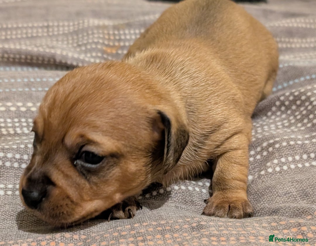 Mixed Breed dogs for sale: 3 beautiful male miniature dachshunds mix - Advert 7