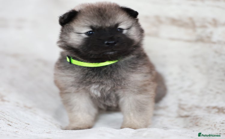 Eurasier dogs - Advert 1