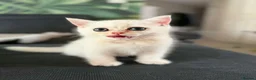 British Shorthair cats for sale: TICA 🐾 British Shorthair and Longhair kittens  - Advert 7