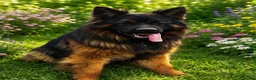 German Shepherd dogs for sale: QUALITY GERMAN SHEPHERD LONG HAIR PUPPIES  - Advert 4