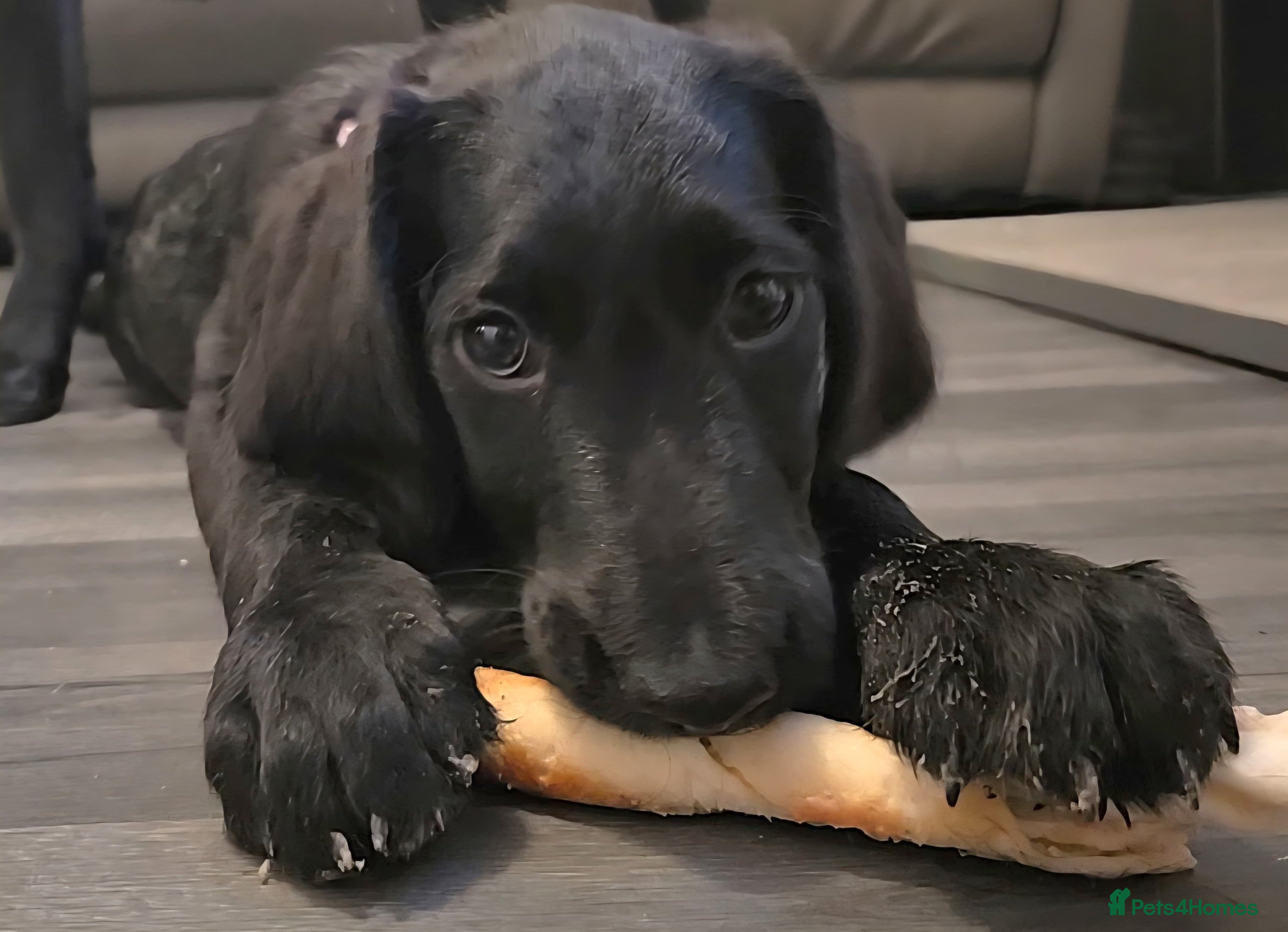 Labradoodle dogs Little girl Labradoodle  - Advert 1