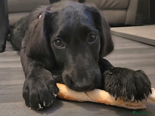 Labradoodle dogs Little girl Labradoodle - Advert 1