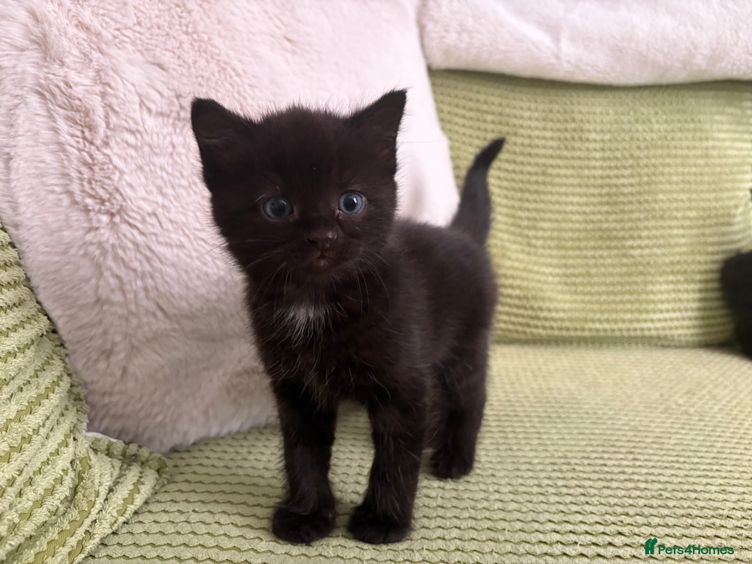 Domestic Shorthair cats for sale: 3 beautiful kittens  - Image 3