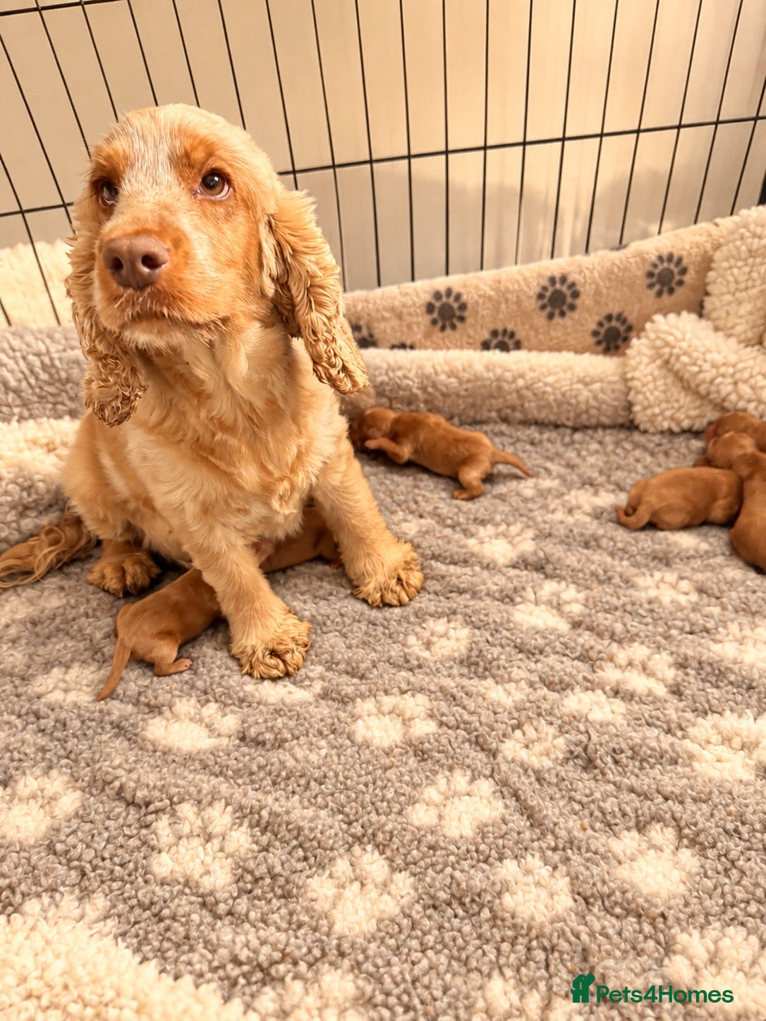 Cockapoo dogs Stunning Red F1 Cockapoo’s - Advert 2