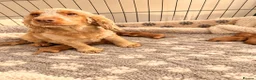 Cockapoo dogs for sale: Stunning Red F1 Cockapoo’s - Advert 2