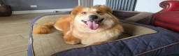 Mixed Breed dogs for adoption: Charlotte - Smiley, Playful and Cheeky in Worcester - Advert 2