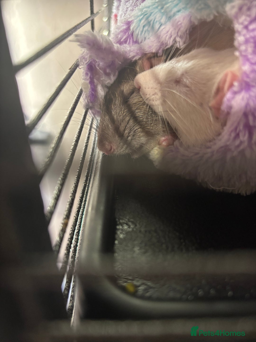 Rat rodents for sale: 3 FEMALE RATS + CAGE - Advert 11