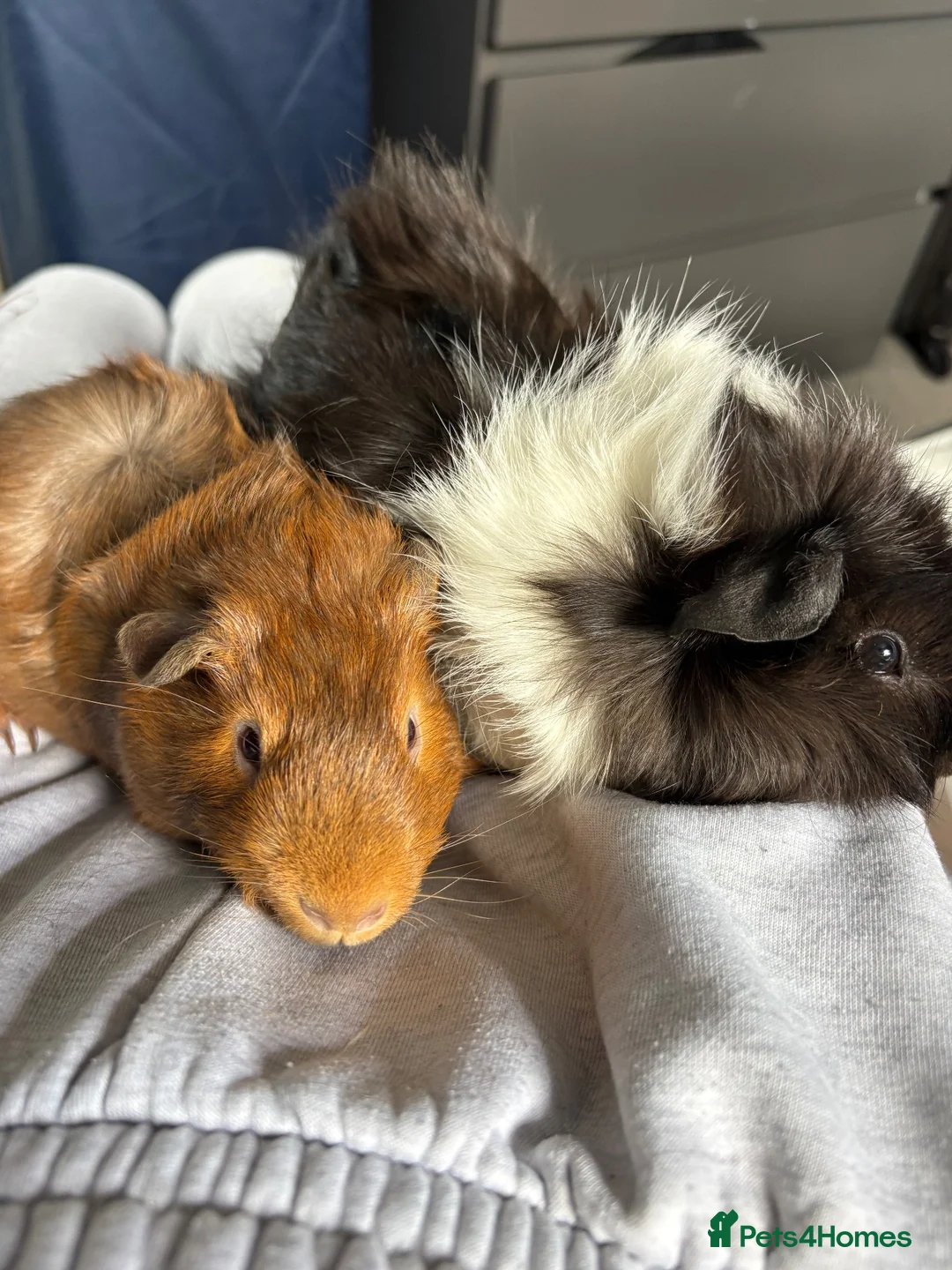 Guinea Pig rodents for sale: Male Guinea Pigs in Northampton - Advert 4