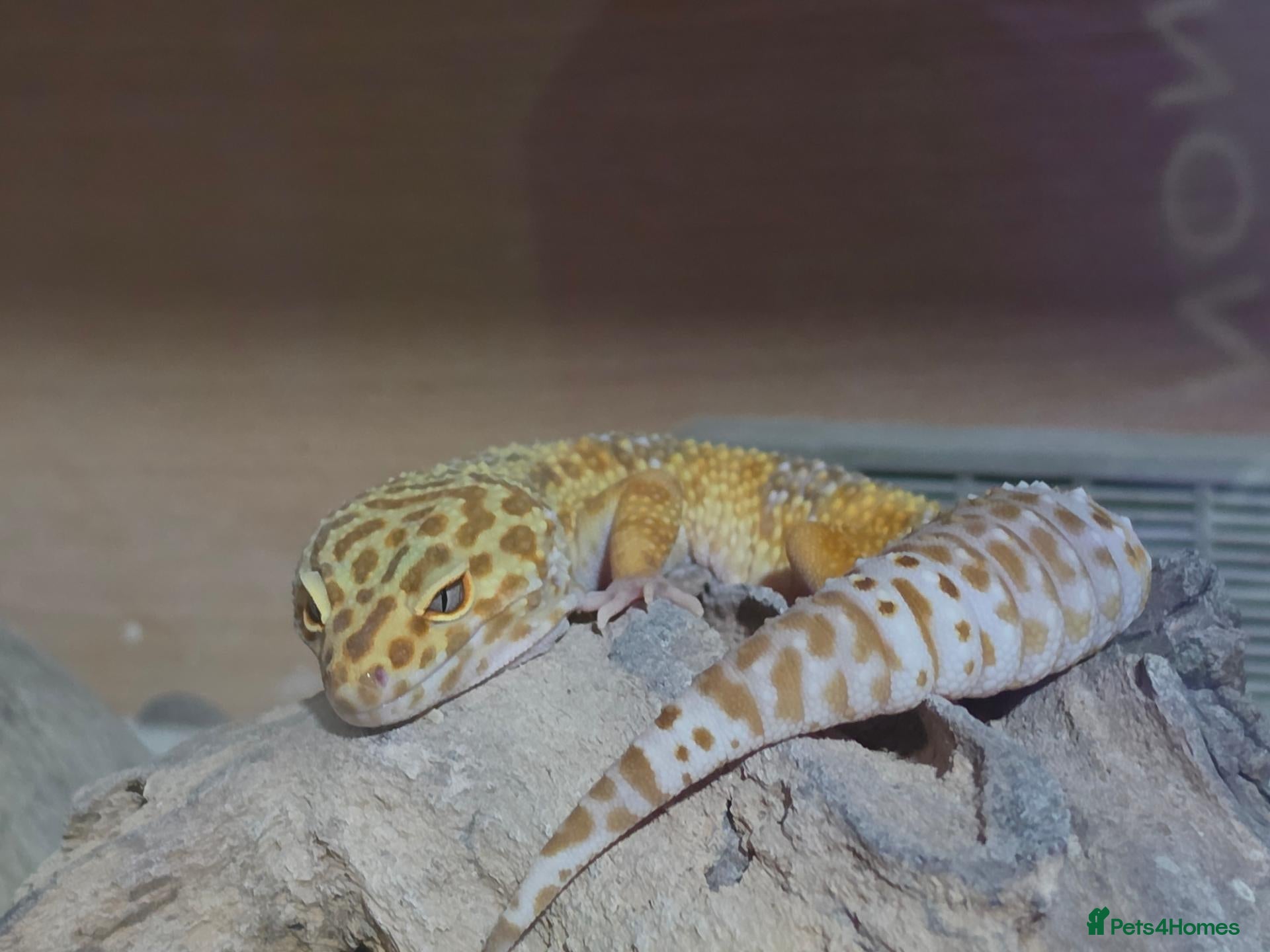 Gecko reptiles Albino snow lepord gecko - Advert 1
