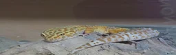 Gecko reptiles for sale: Albino snow lepord gecko - Advert 1