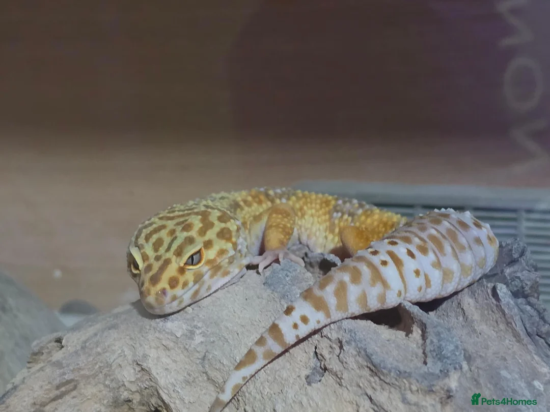 Gecko reptiles for sale: Albino snow lepord gecko - Advert 1