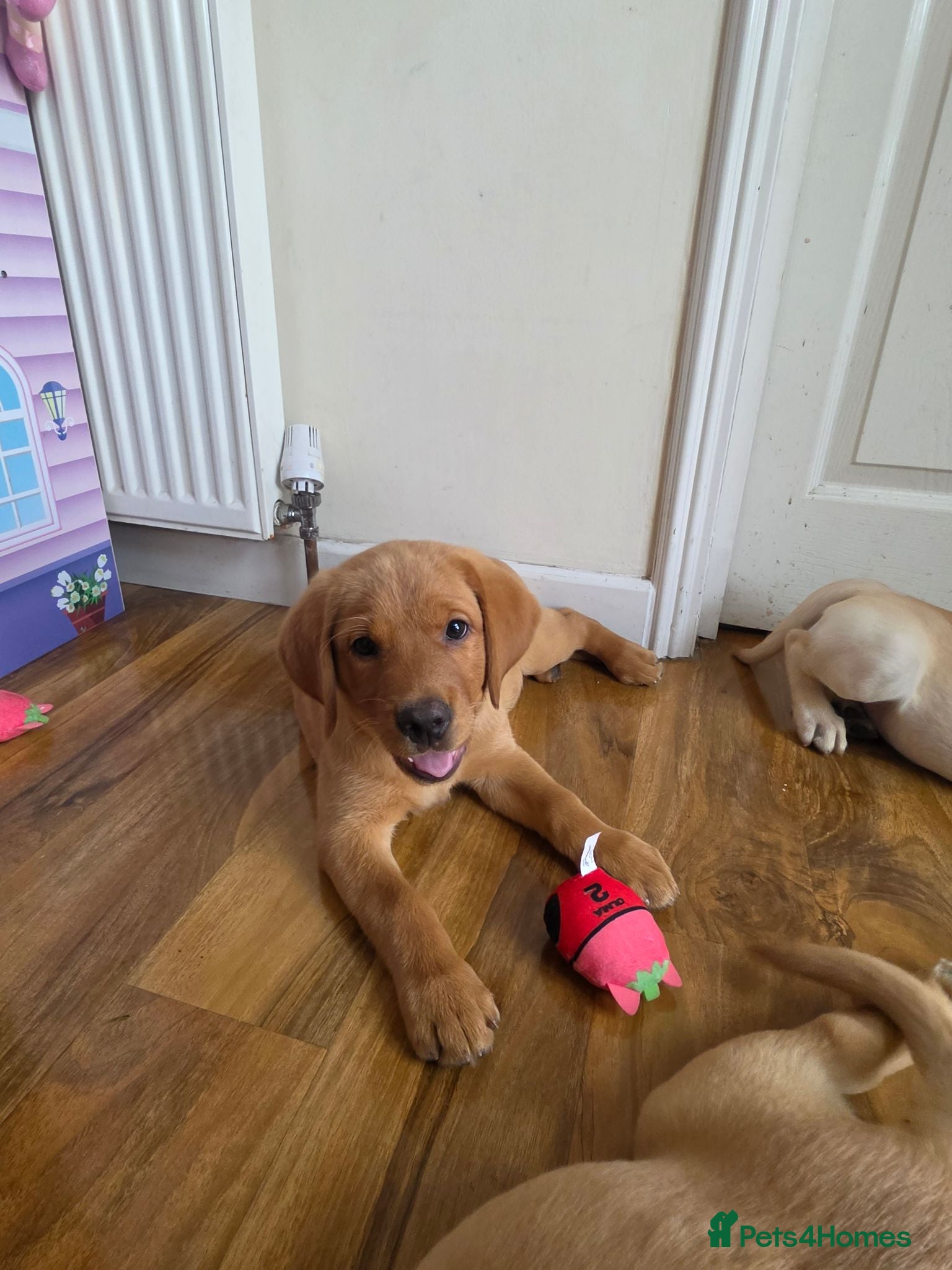 Labrador Retriever dogs READY NOW!!! KC registered Labrador Retriever  - Advert 1