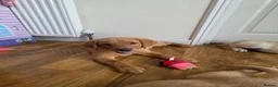Labrador Retriever dogs for sale: READY NOW!!! KC registered Labrador Retriever  - Advert 4