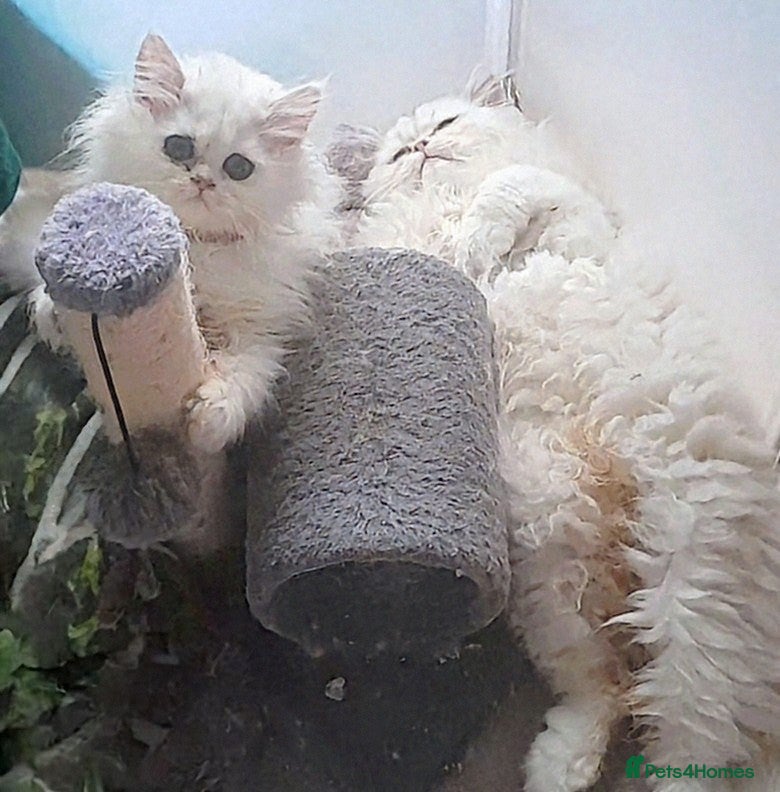 Persian cats ♦🍒White tipped Persian kittens ready now - Advert 1