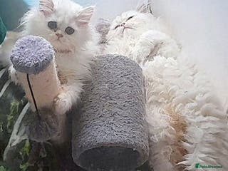 Persian cats ♦🍒White tipped Persian kittens ready now - Advert 6