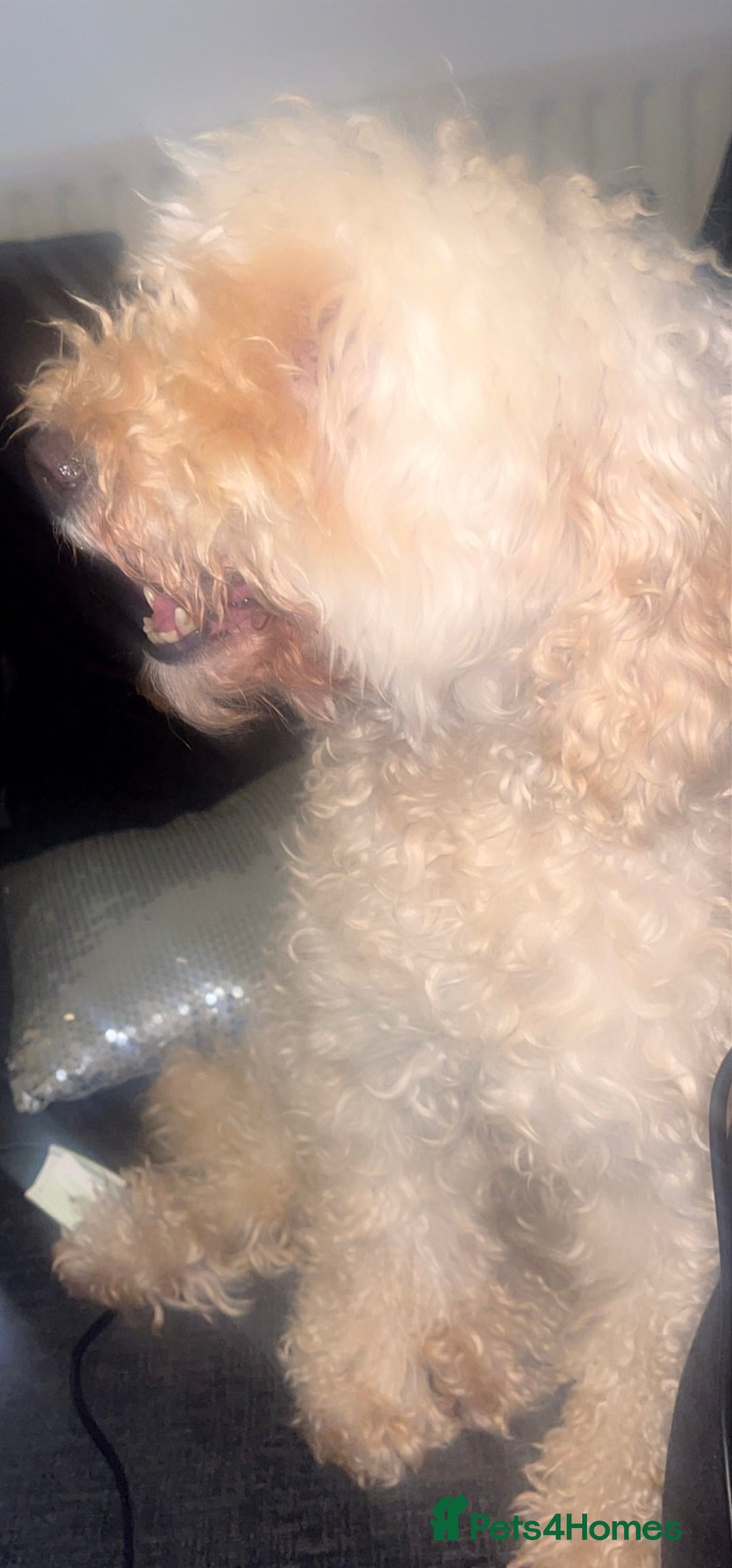 Australian Labradoodle dogs for sale: Meet Yasmin! - Advert 9