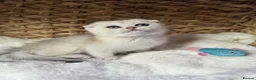 Scottish Fold cats for sale: British short hairs (Scottish straight) ready  - Advert 13