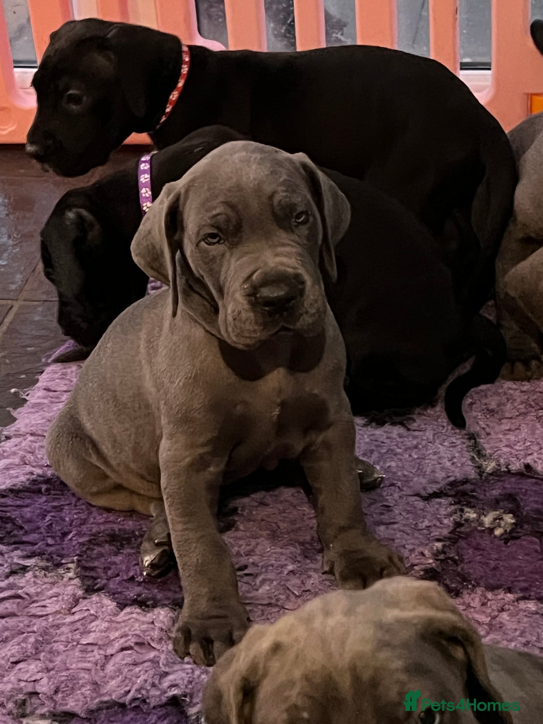 Great Dane dogs for sale: Great Dane puppies - Image 27