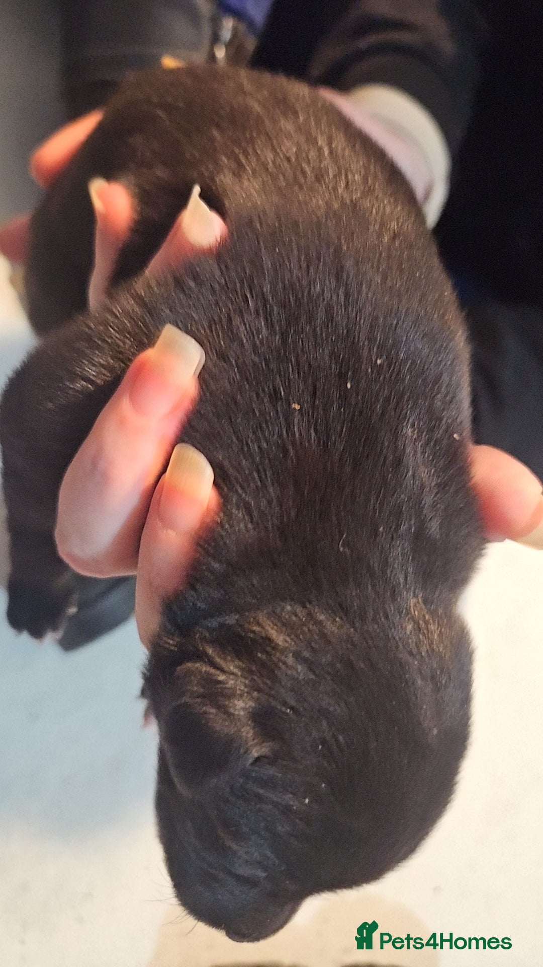 Whippet dogs for sale: 8 beautiful  brindle whippet  - Advert 4