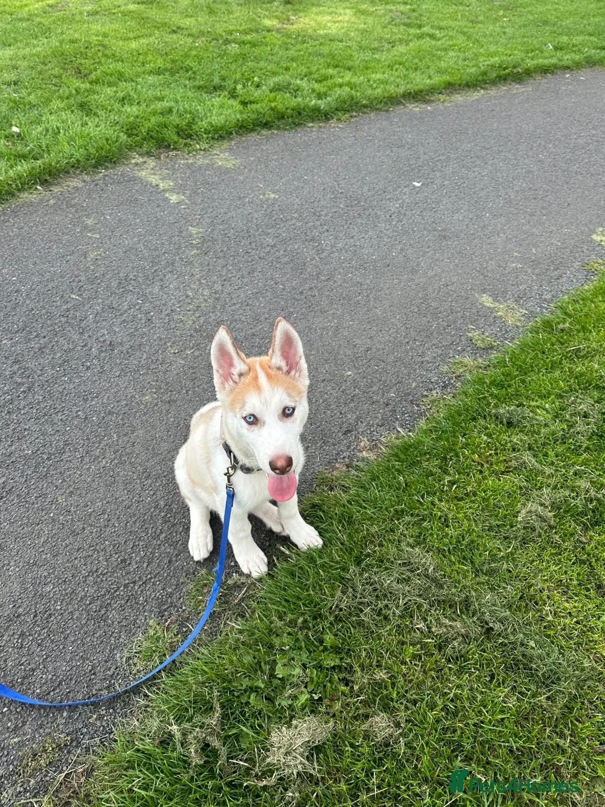 Siberian Husky dogs 🐾 Beautiful 12-Week-Old Siberian Husky Puppy  - Advert 5