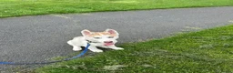 Siberian Husky dogs for sale: 🐾 Beautiful 12-Week-Old Siberian Husky Puppy  - Advert 1