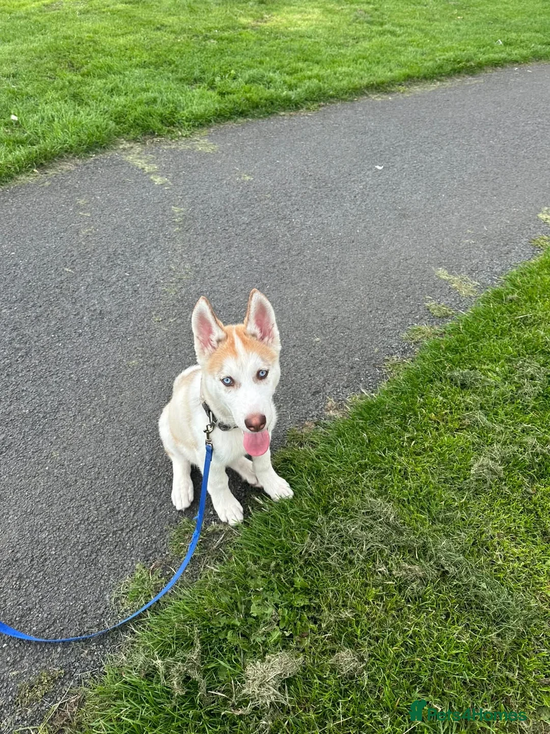 Siberian Husky dogs for sale: 🐾 Beautiful 12-Week-Old Siberian Husky Puppy  - Advert 1