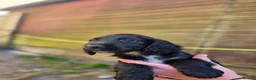 Sprocker dogs for sale: Gorgeous sprocker puppies  - Advert 2