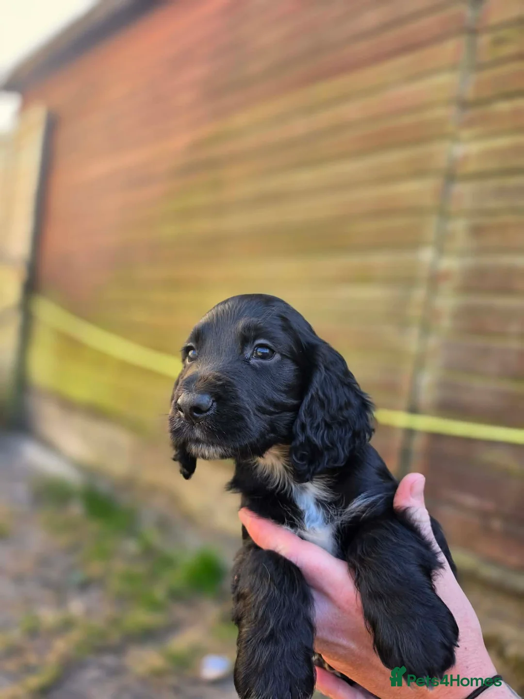 Sprocker dogs for sale: Gorgeous sprocker puppies  - Advert 2
