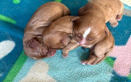 Cavalier King Charles Spaniel dogs for sale: Cavalier King Charles spaniels  - Image 1